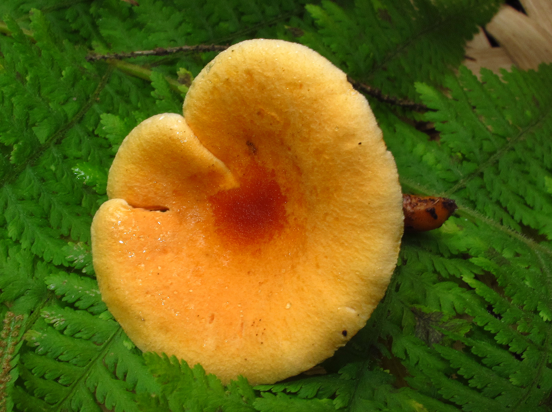Chanterelle (Cantharellus cibarius)